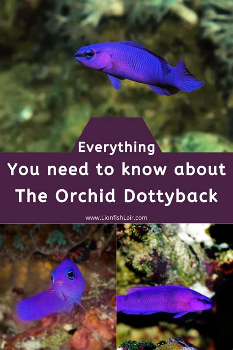How To Care For Dottybacks .